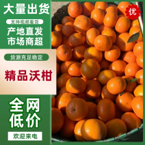 沃柑树上果现货20万斤福建漳州平沃柑纯甜化渣市场货批发