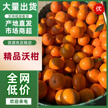沃柑树上果现货20万斤福建漳州平沃柑纯甜化渣市场货批发