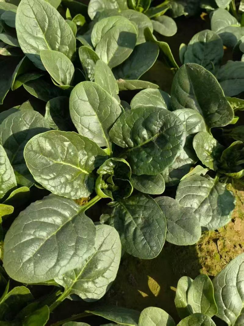 【实力供应】精品大棚小菠菜大量上市一手货源量大从优