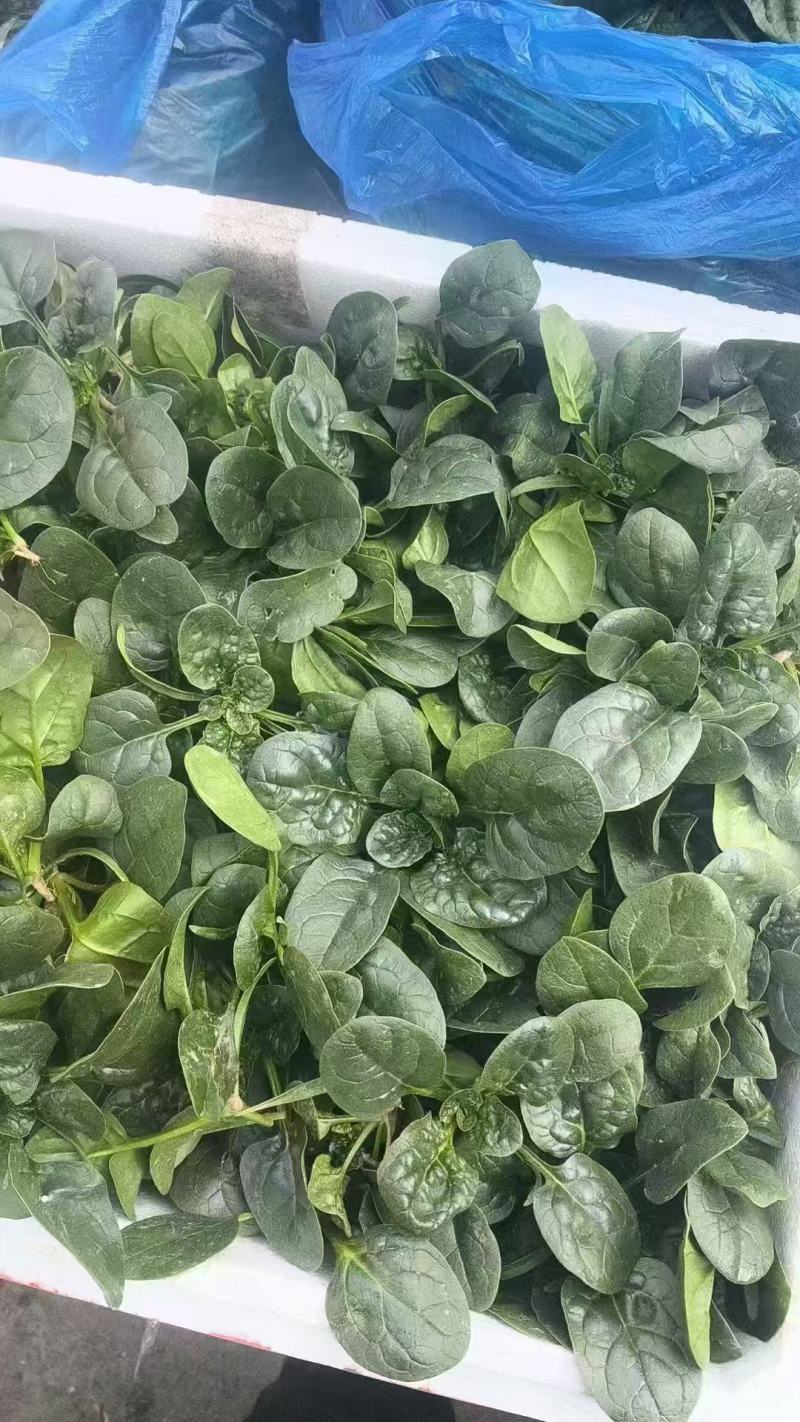 【实力供应】精品大棚小菠菜大量上市一手货源量大从优