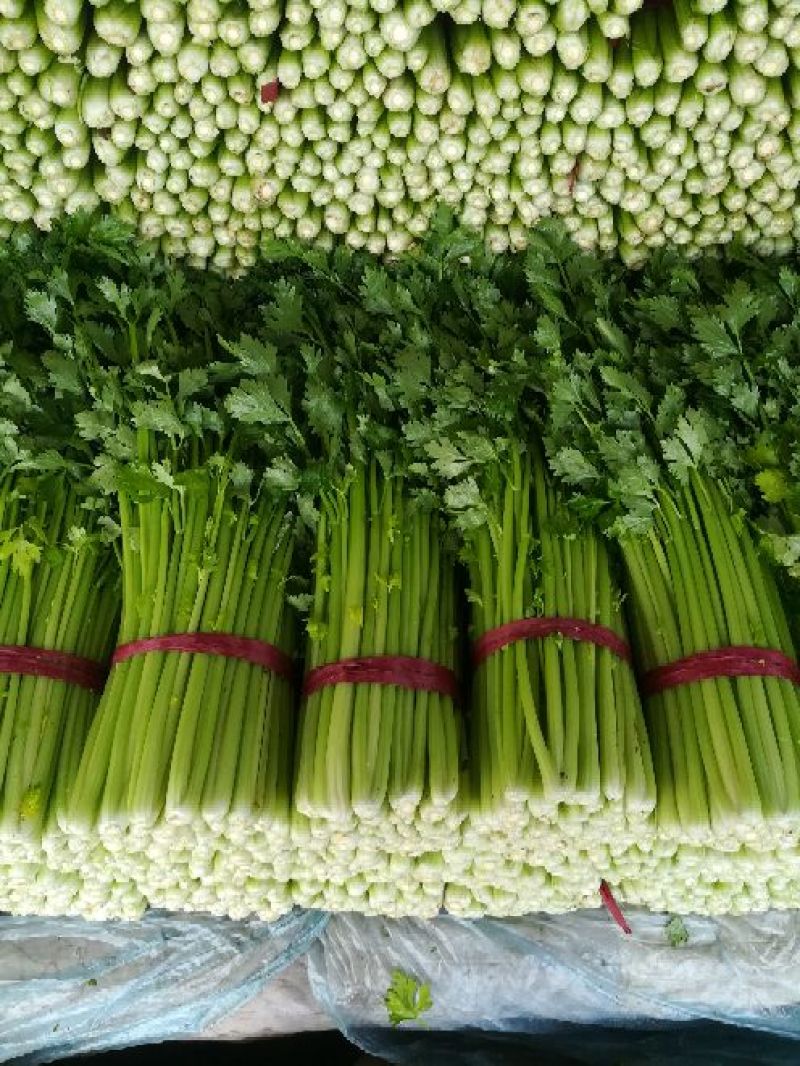 【热卖】精品西芹芹菜量大从优对接商超全国欢迎致电联系