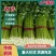 【热卖】精品西芹芹菜量大从优对接商超全国欢迎致电联系