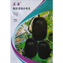 墨娃小冬瓜种子墨绿皮杂交迷你冬瓜种籽果肉致密春秋大棚露地
