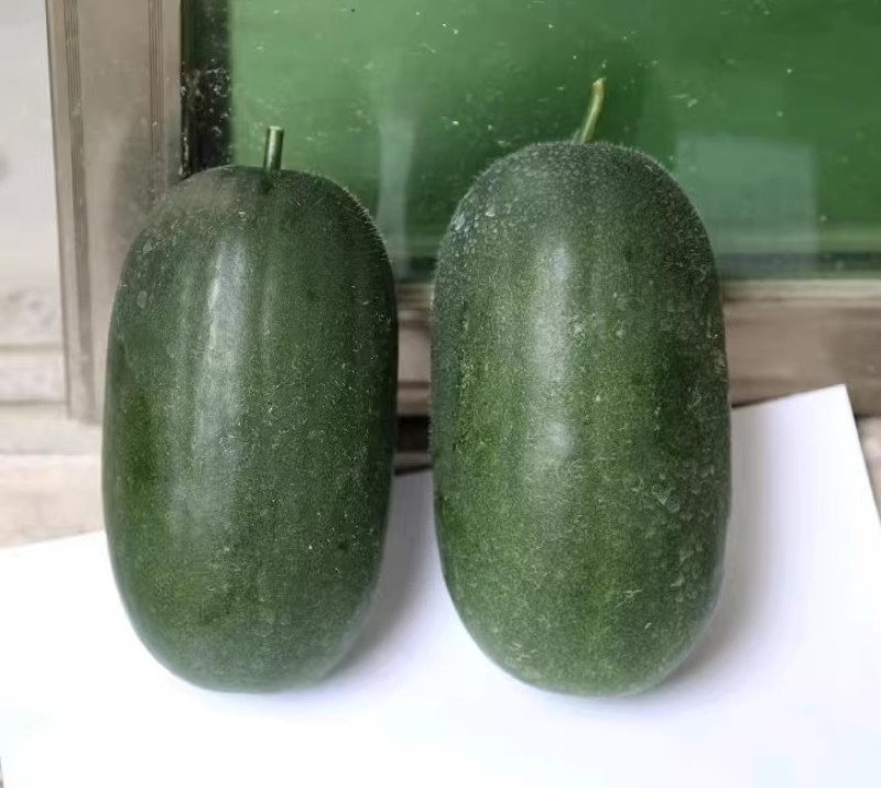 墨娃小冬瓜种子墨绿皮杂交迷你冬瓜种籽果肉致密春秋大棚露地