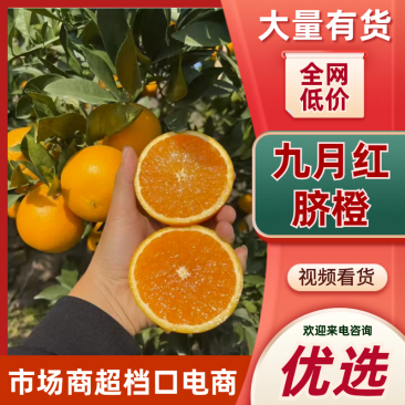 九月红脐橙品质保证货源充足诚信经营欢迎来电