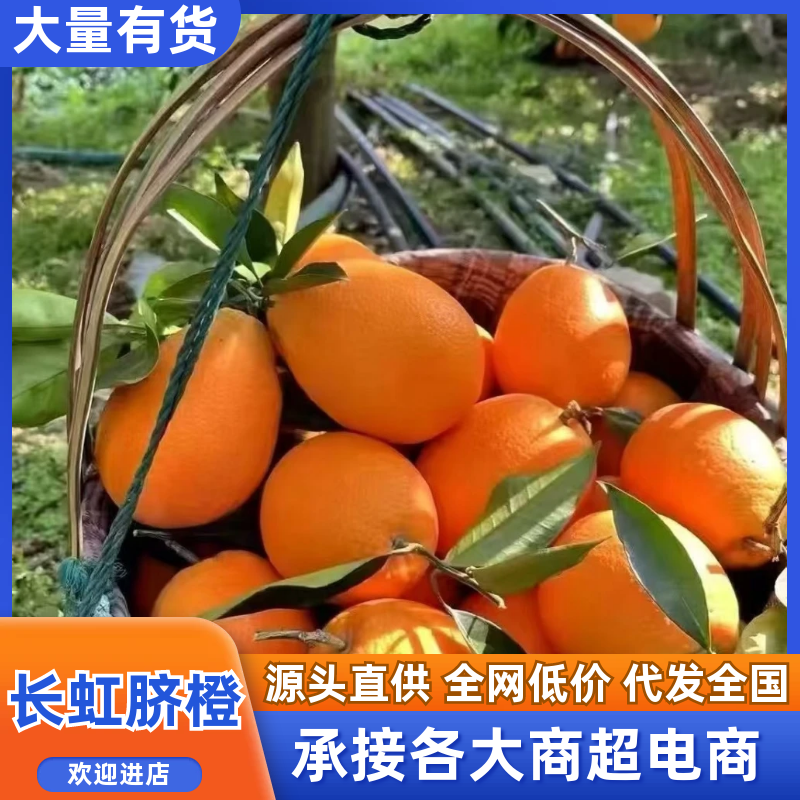 长虹脐橙基地直发量大从优全国发货诚信经营