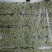河北精品小棵芹菜/量大价优/一手货源/产地直发/诚信经营