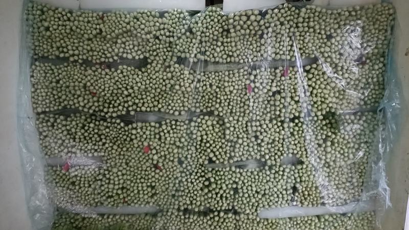 河北精品小棵芹菜/量大价优/一手货源/产地直发/诚信经营