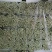 河北精品小棵芹菜/量大价优/一手货源/产地直发/诚信经营