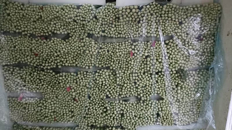 河北精品小棵芹菜/量大价优/一手货源/产地直发/诚信经营