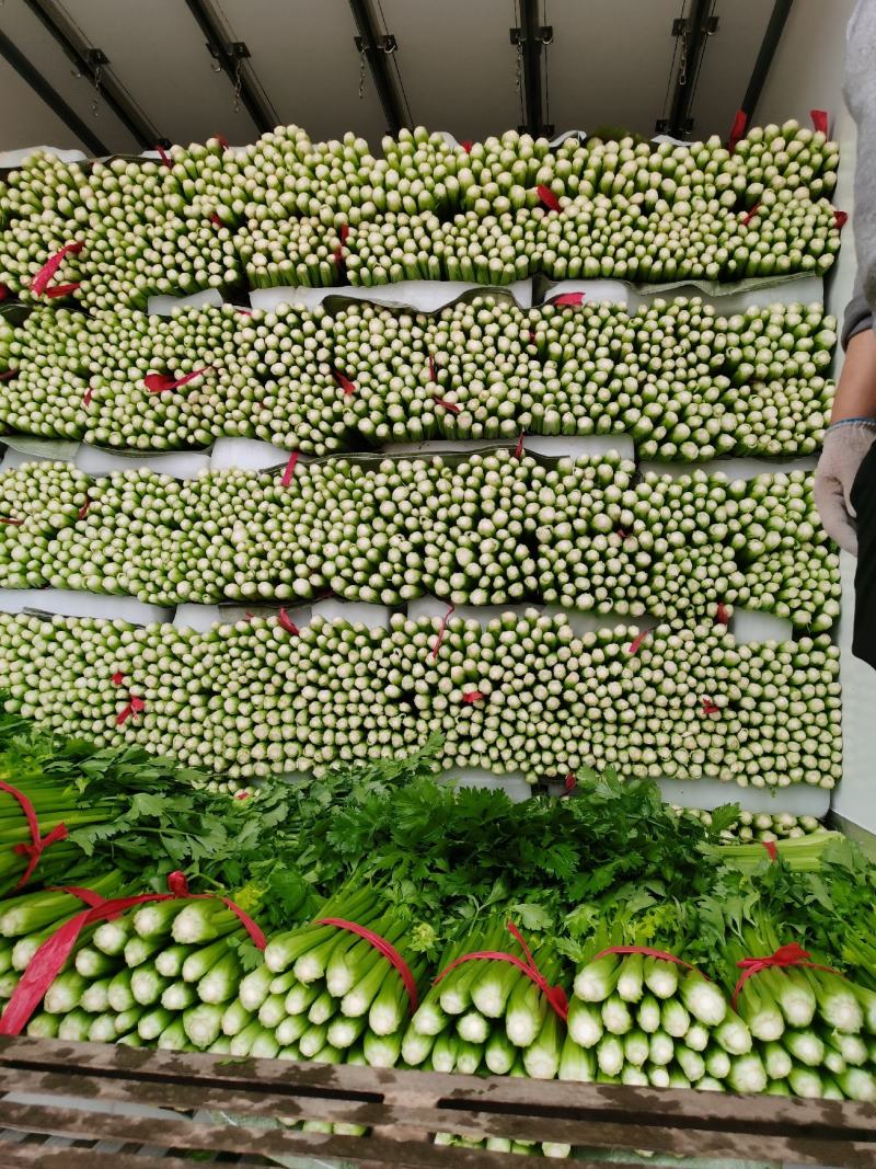 河北精品小棵芹菜/量大价优/一手货源/产地直发/诚信经营