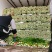 河北精品小棵芹菜/量大价优/一手货源/产地直发/诚信经营