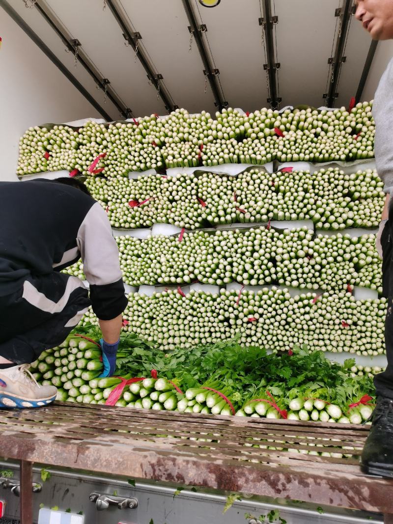 河北精品小棵芹菜/量大价优/一手货源/产地直发/诚信经营