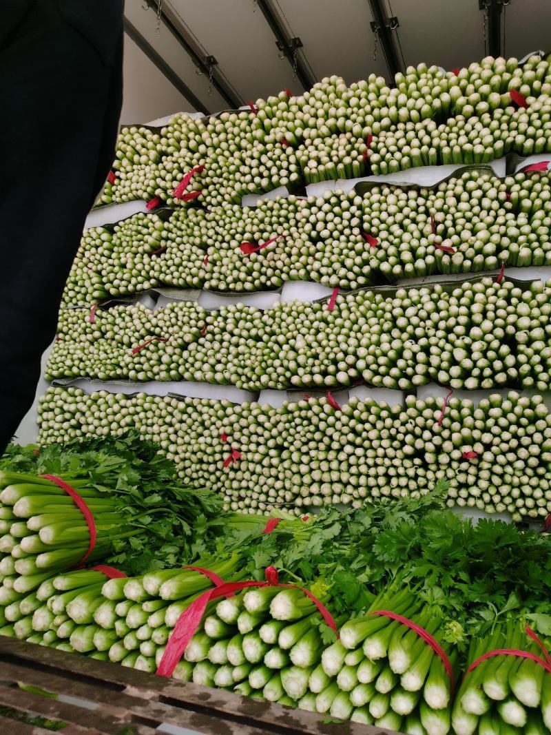 河北精品小棵芹菜/量大价优/一手货源/产地直发/诚信经营