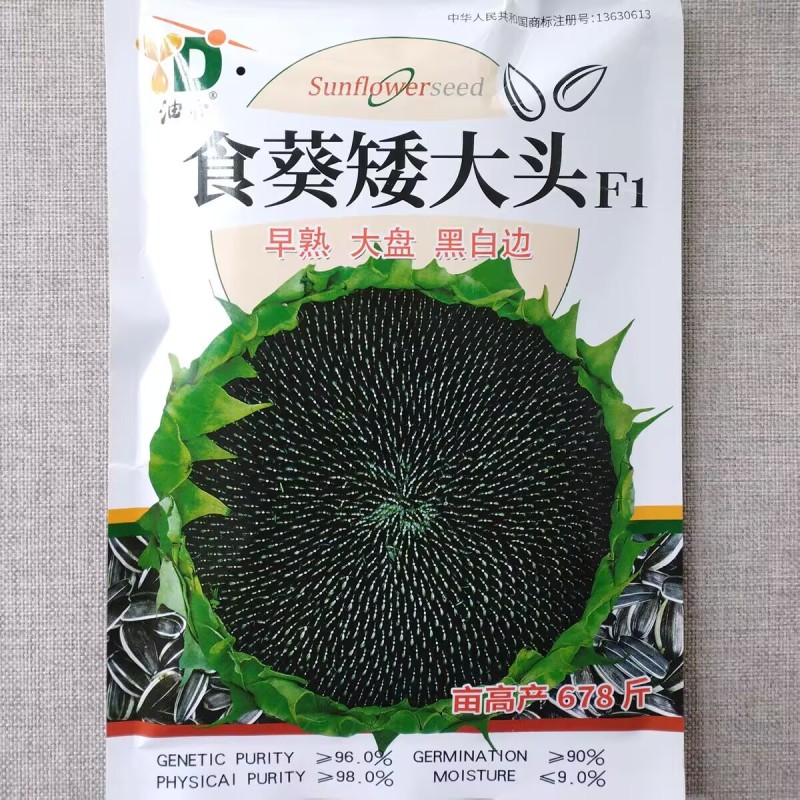 食葵矮大头葵花种子早熟高产杂交大盘长粒食用向日葵种籽