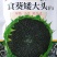 食葵矮大头葵花种子早熟高产杂交大盘长粒食用向日葵种籽
