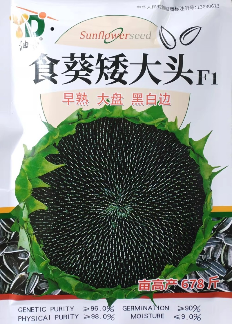 食葵矮大头葵花种子早熟高产杂交大盘长粒食用向日葵种籽