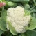 江苏精品小米白散花，一手货源，量大从优，供应市场商超电商
