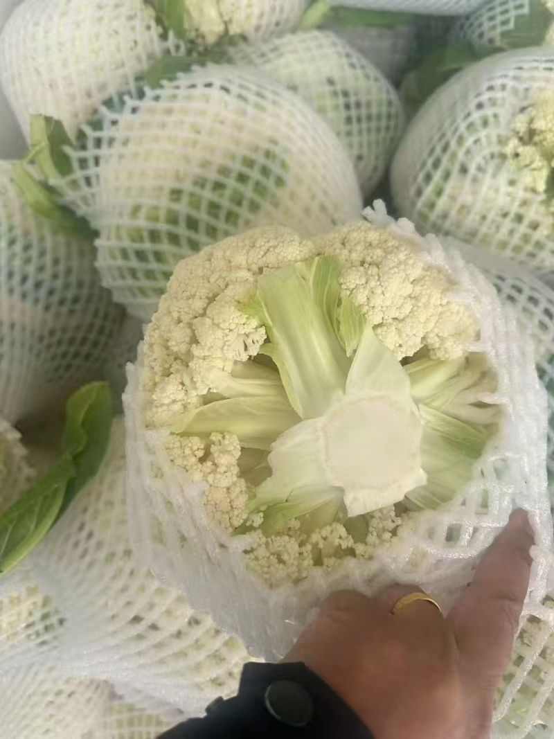 江苏精品小米白散花，一手货源，量大从优，供应市场商超电商