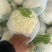 江苏精品小米白散花，一手货源，量大从优，供应市场商超电商