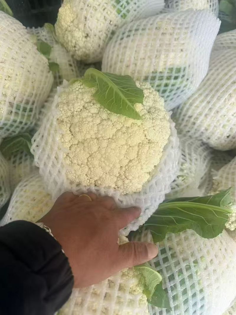 江苏精品小米白散花，一手货源，量大从优，供应市场商超电商
