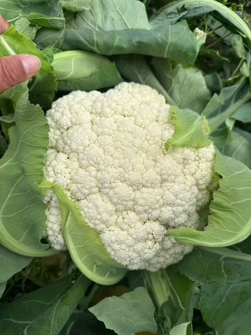 江苏精品小米白散花，一手货源，量大从优，供应市场商超电商
