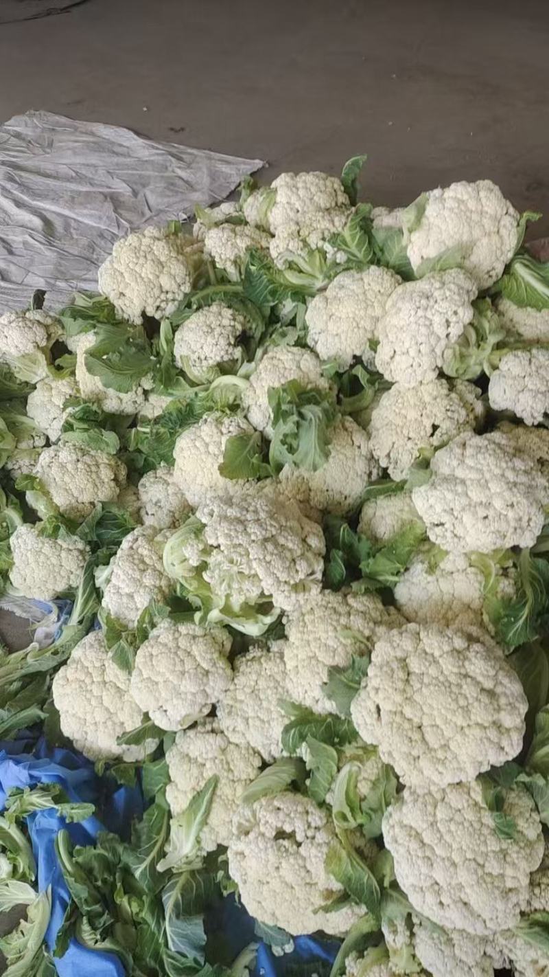 江苏精品小米白散花，一手货源，量大从优，供应市场商超电商