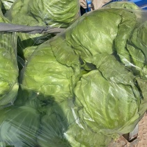 江苏精品暖棚宣甘蓝，量大从优，一手货源，供应市场商超