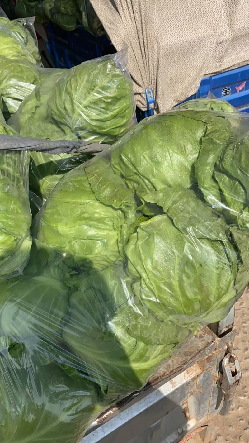 江苏精品暖棚宣甘蓝，量大从优，一手货源，供应市场商超