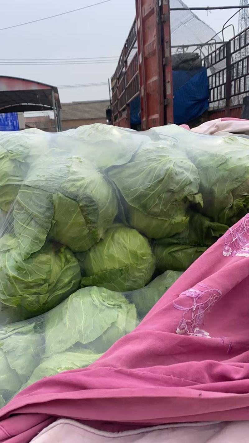 江苏精品暖棚宣甘蓝，量大从优，一手货源，供应市场商超