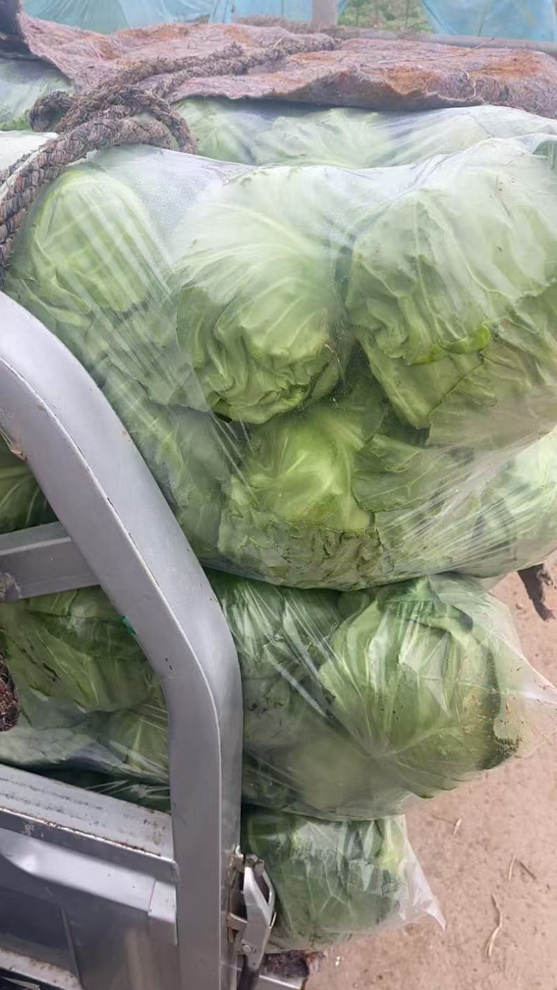 江苏精品暖棚宣甘蓝，量大从优，一手货源，供应市场商超