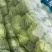 江苏精品暖棚宣甘蓝，量大从优，一手货源，供应市场商超