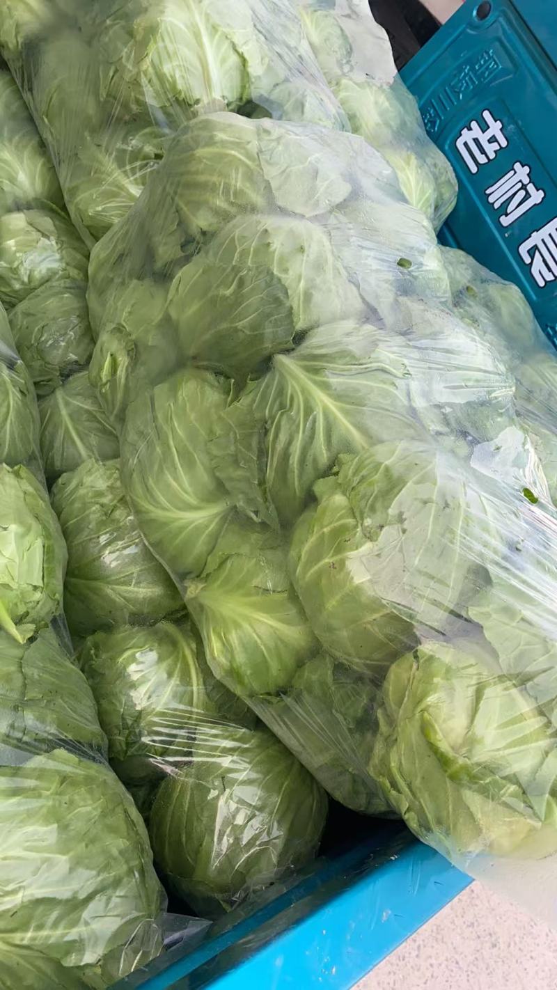 江苏精品暖棚宣甘蓝，量大从优，一手货源，供应市场商超