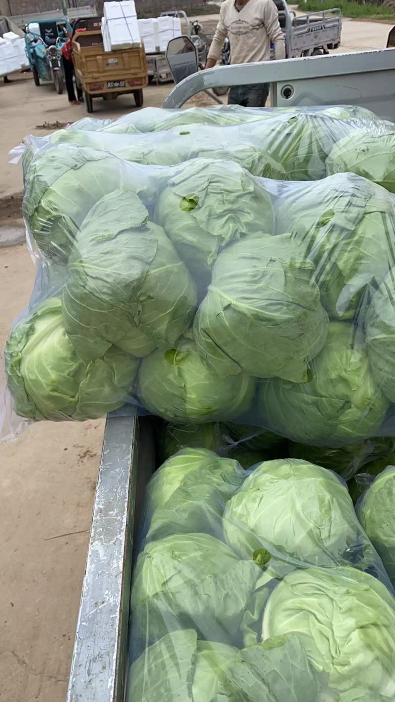 江苏精品暖棚宣甘蓝，量大从优，一手货源，供应市场商超