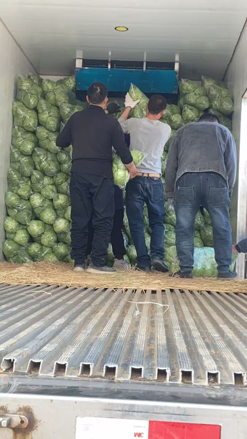 江苏精品暖棚宣甘蓝，量大从优，一手货源，供应市场商超