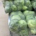 江苏精品暖棚宣甘蓝，量大从优，一手货源，供应市场商超