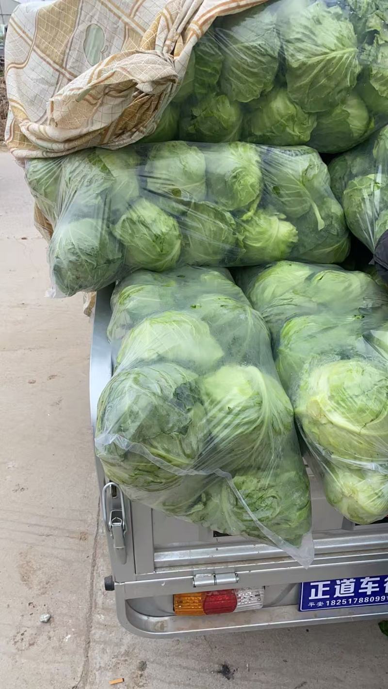 江苏精品暖棚宣甘蓝，量大从优，一手货源，供应市场商超