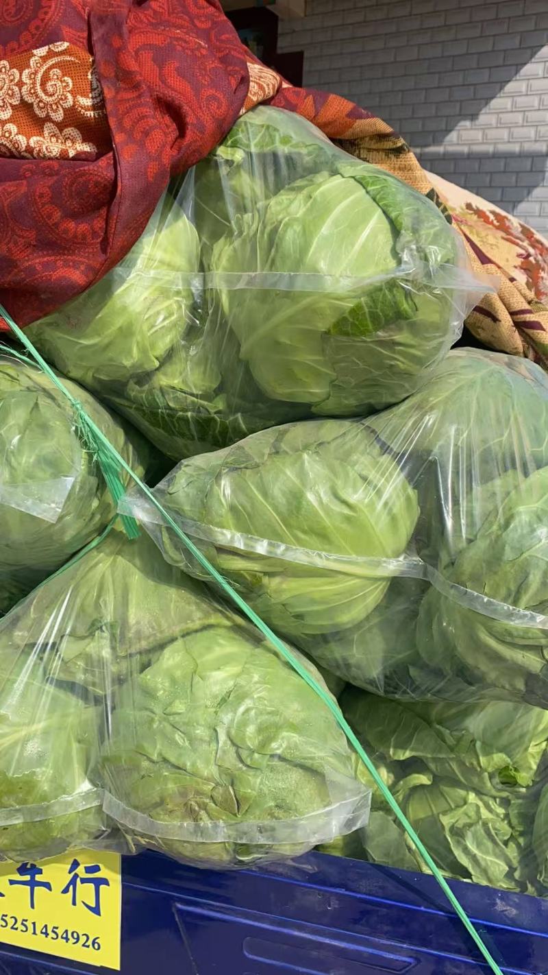 江苏精品暖棚宣甘蓝，量大从优，一手货源，供应市场商超