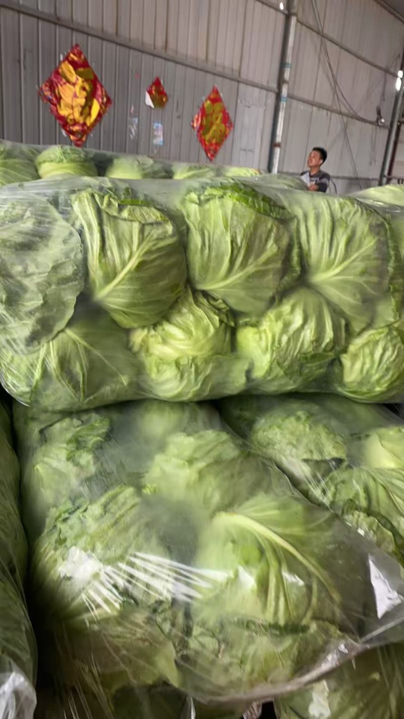 江苏精品暖棚宣甘蓝，量大从优，一手货源，供应市场商超