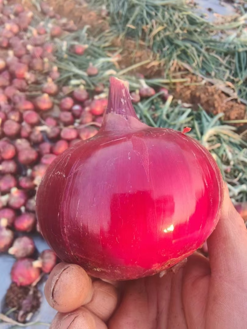 云南红皮洋葱一手货源全国发货可视频看货量大价优