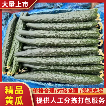 《精品黄瓜》密刺黄瓜/顶花带刺/产地货源/保质保量