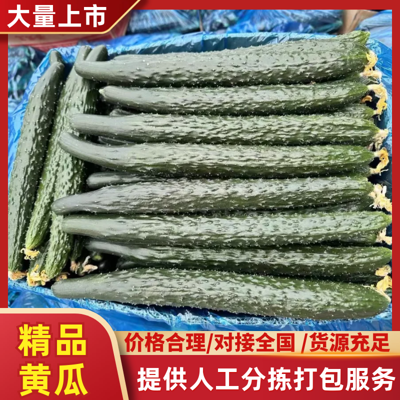 《精品黄瓜》密刺黄瓜/顶花带刺/产地货源/保质保量