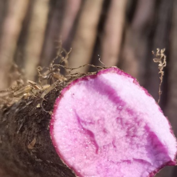 广西山药紫玉淮山药自家种植基地现挖现发可视频看货
