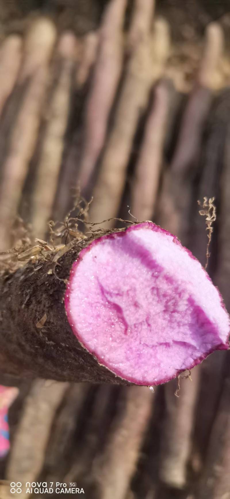 广西山药紫玉淮山药自家种植基地现挖现发可视频看货