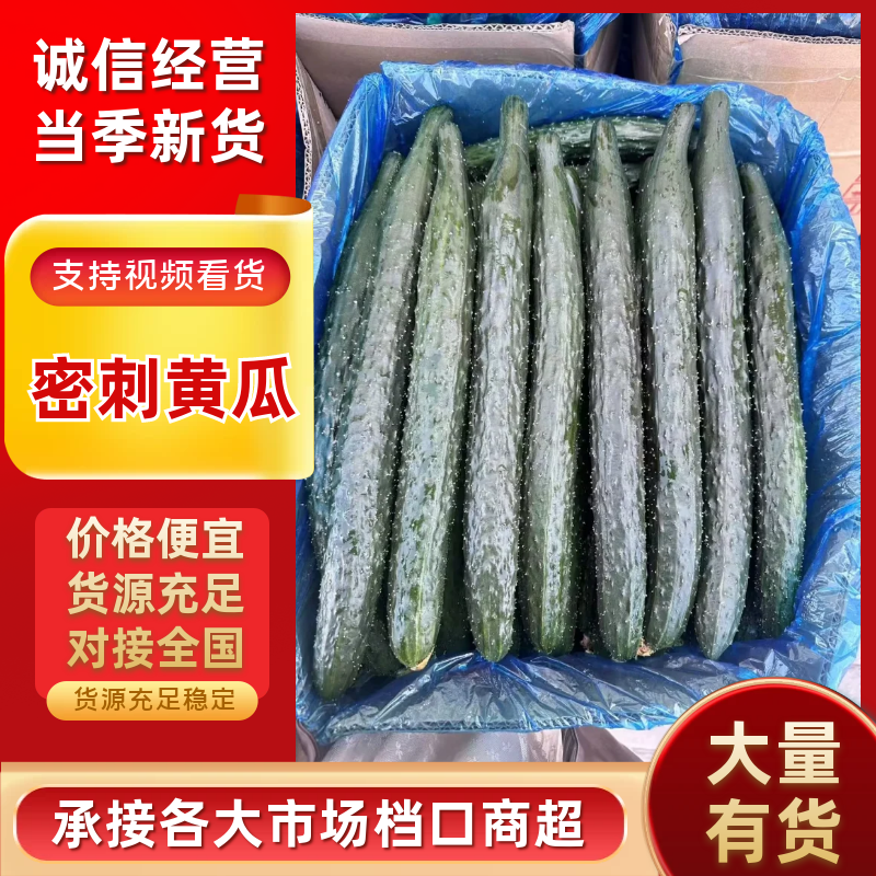 《精品黄瓜》密刺黄瓜/顶花带刺/产地货源/保质保量