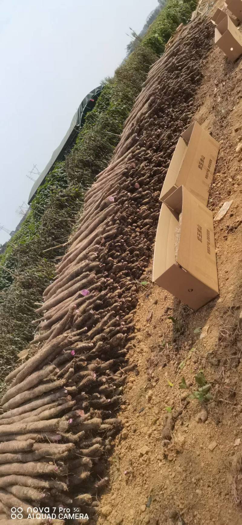 广西山药紫玉淮山药自家种植基地现挖现发可视频看货