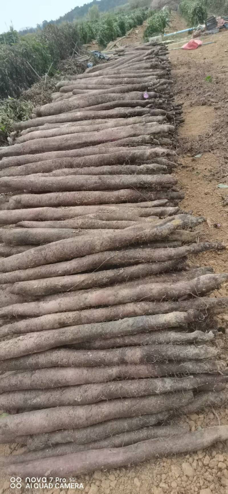 广西山药紫玉淮山药自家种植基地现挖现发可视频看货