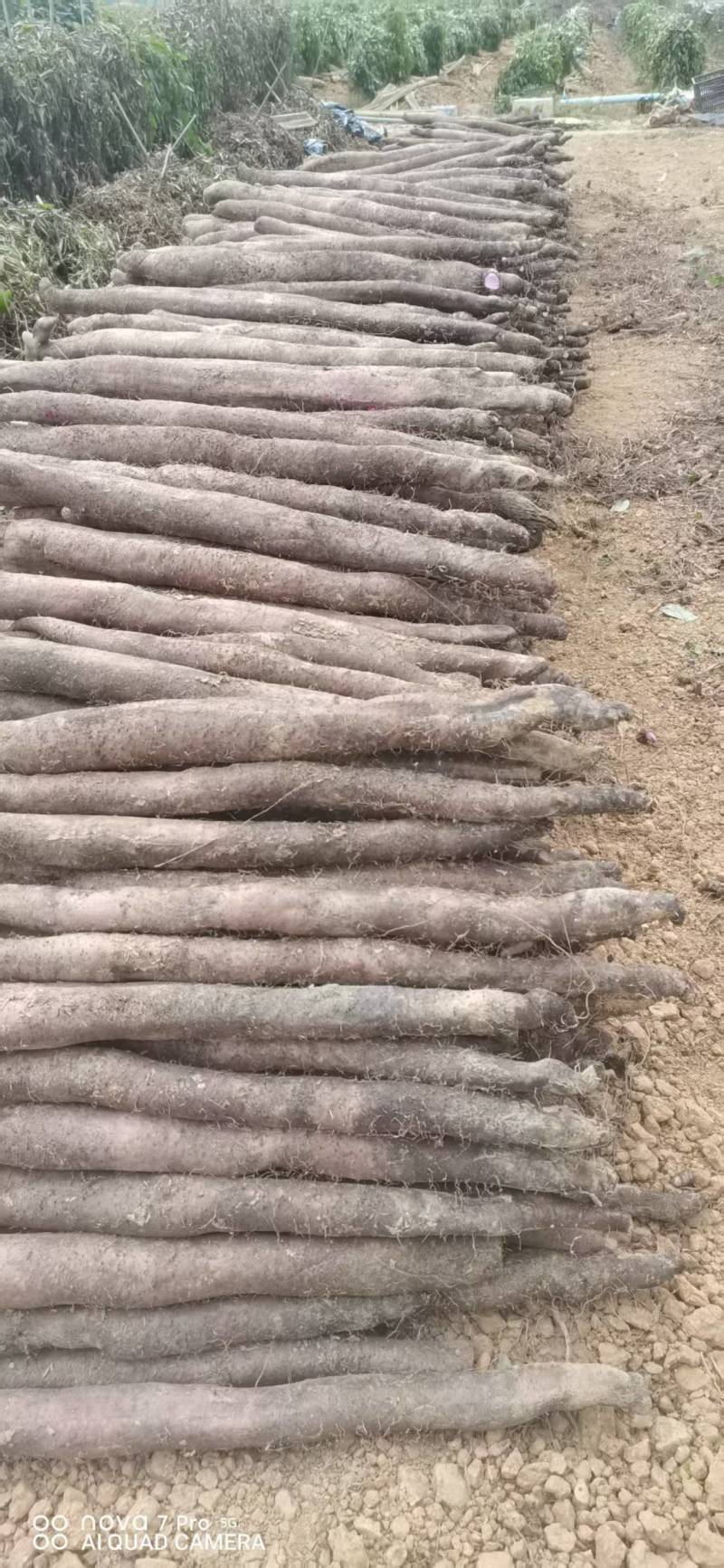 广西山药紫玉淮山药自家种植基地现挖现发可视频看货