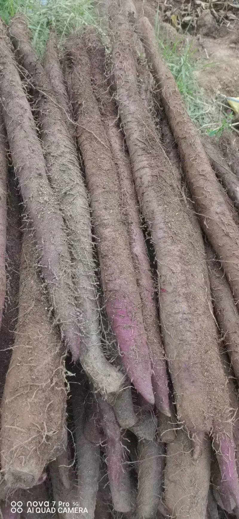 广西山药紫玉淮山药自家种植基地现挖现发可视频看货