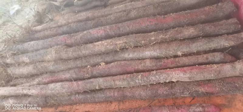 广西山药紫玉淮山药自家种植基地现挖现发可视频看货